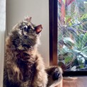 ぽんぽこさんにお家猫の幸せを★