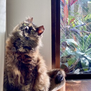 ぽんぽこさんにお家猫の幸せを★