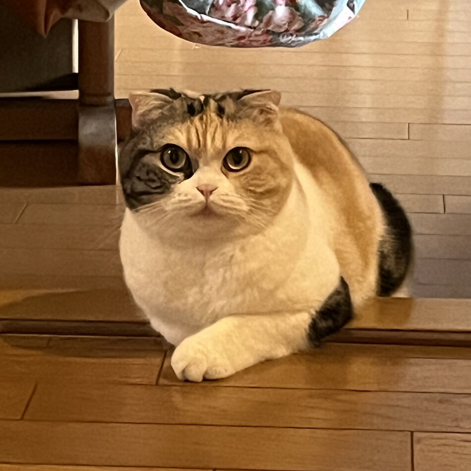 モンペのカバー写真
