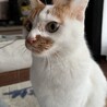 ijoieさん