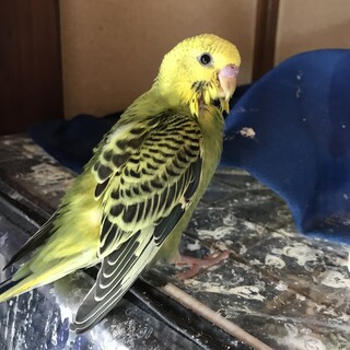 セキセイインコのヒナです
