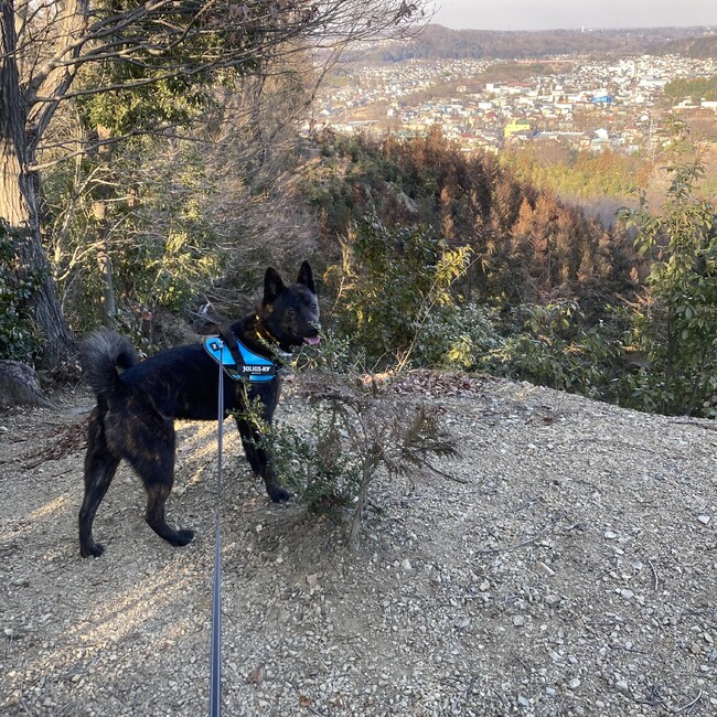 SGOのカバー写真