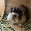 再募集！アビシニアンモルモット 2歳男の子