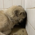 殺処分対象です！収容期限は１週間しかありません！