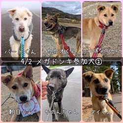 MEGAドン・キホーテつくば店里親会 サムネイル2