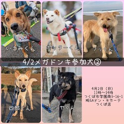 MEGAドン・キホーテつくば店里親会 サムネイル3