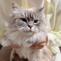 なでなで大好き。サイベリアン（ネヴァマスカレード）