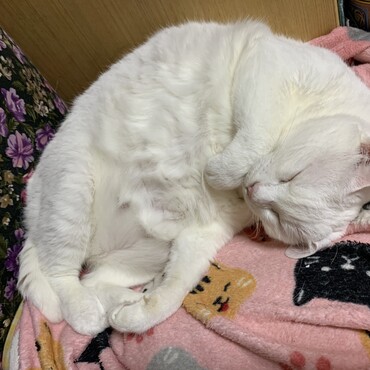 お昼寝中のニャンさんです