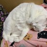 お昼寝中のニャンさんです