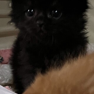 ふわっふわ♡長毛美人のしずくちゃん
