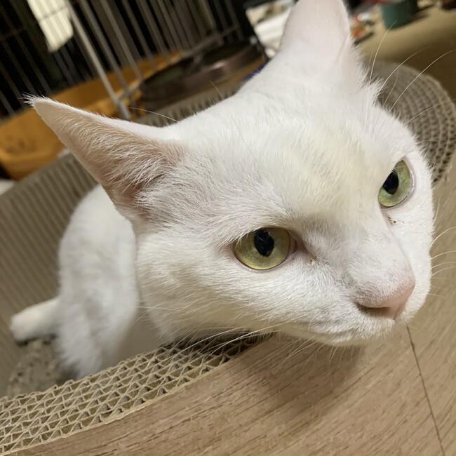 しろにゃ〜のカバー写真