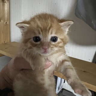 元気いっぱい☆人気の茶トラ・如空（じょくう）くん