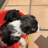 5匹兄妹の赤ちゃんわんこ『げの』ちゃん サムネイル3