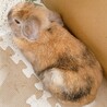 境港のJ君【多頭飼育崩壊レスキュー】 サムネイル3