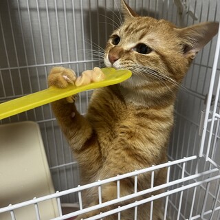 丸顔かわいいマロンくん