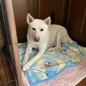 性格温厚！白くて優しいユキオ君