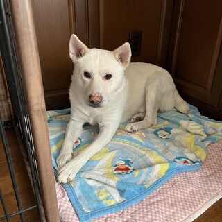 性格温厚！白くて優しいユキオ君