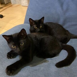 なかよし猫兄弟