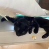 なかよし猫兄弟 サムネイル3