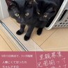 なかよし猫兄弟 サムネイル4