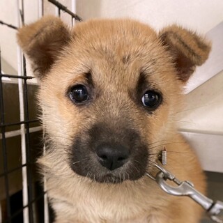キュートな子犬　ふくれんちゃん　1〜2ヶ月