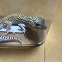 ヒョウモントカゲモドキ 1度募集止めます