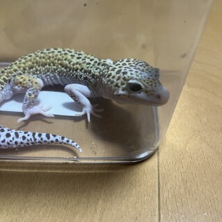 ヒョウモントカゲモドキ 1度募集止めます
