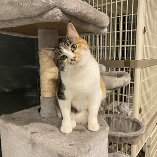 人懐こい美人三毛猫☆ママナ♀1歳半