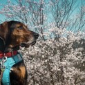 懐っこい洋犬種のウーゴ