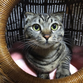 スコティッシュＭＩＸ★人の傍が好きなまるちゃん