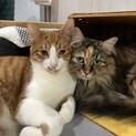 仲良し２にゃん