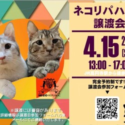 保護猫譲渡会@ネコリパハウス高円寺