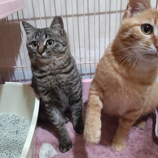 残飯をもらって生きて来た小さな兄弟