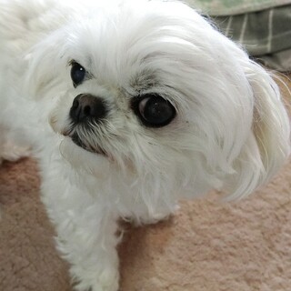 世話ができなくなったので、助けてください。