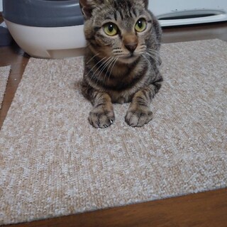 避妊手術済み　生後10ヶ月程度　2キロ弱で小さな子