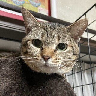 キジ猫　幸ちゃん