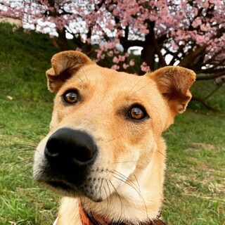 超超超甘えん坊！1歳18kgの男の子