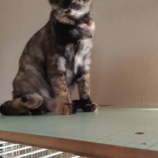 大人しい女の子です