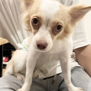 チワワ×マルチーズ