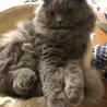 ろんたろう