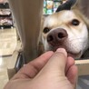 【ハスキー経験者推奨】ゴールドアイ  メル サムネイル3