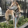 【ハスキー経験者推奨】ゴールドアイ  メル サムネイル4