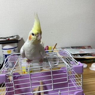 オカメインコ