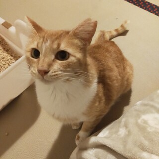 茶色ベースの茶白のデイジーちゃん