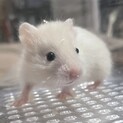 長毛ハムスターの赤ちゃん 里親さん募集