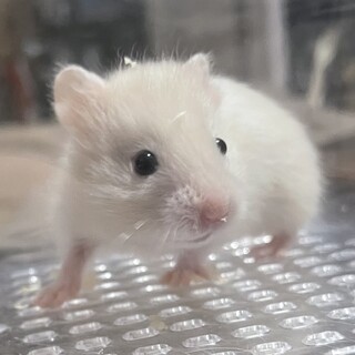 長毛ハムスターの赤ちゃん」東京都 - 小動物の里親募集(451981