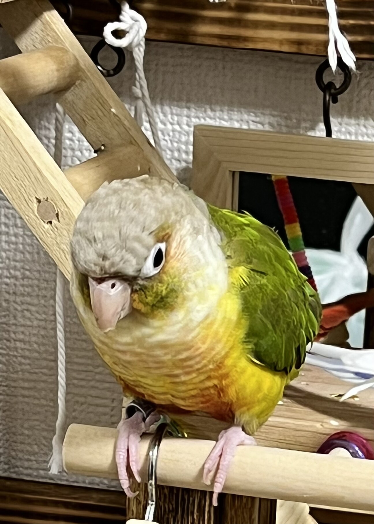 すてぱん様オーダーページ 猫 ウロコインコ（大好きん 小鳥用