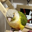 ウロコインコ