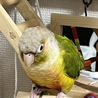 すてぱん様オーダーページ 猫 ウロコインコ すてぱん様オーダーページ 猫 ウロコインコ すてぱん様オーダー