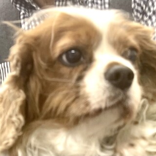 キャバリアの女の子